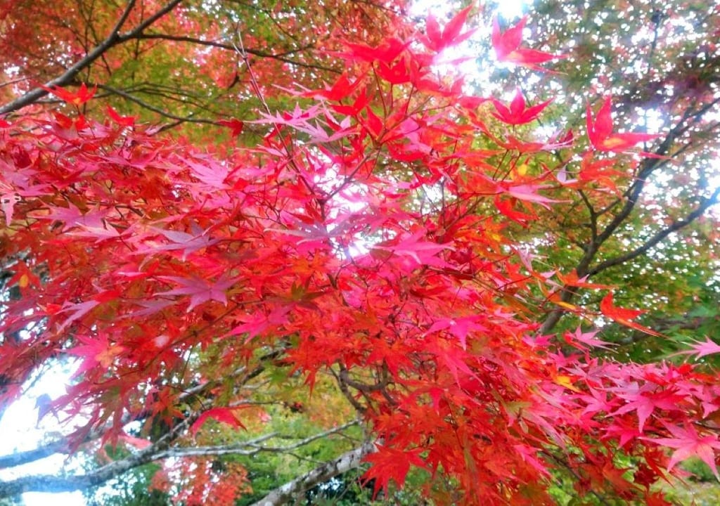 袋井市油山寺紅葉