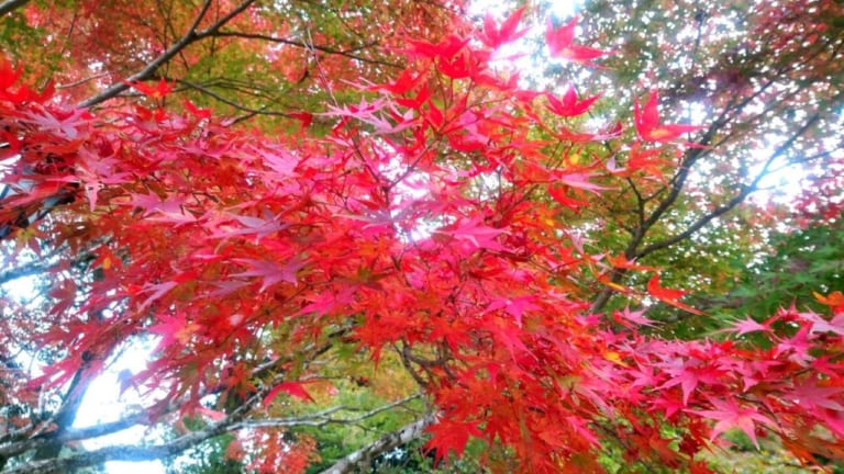 袋井市油山寺紅葉