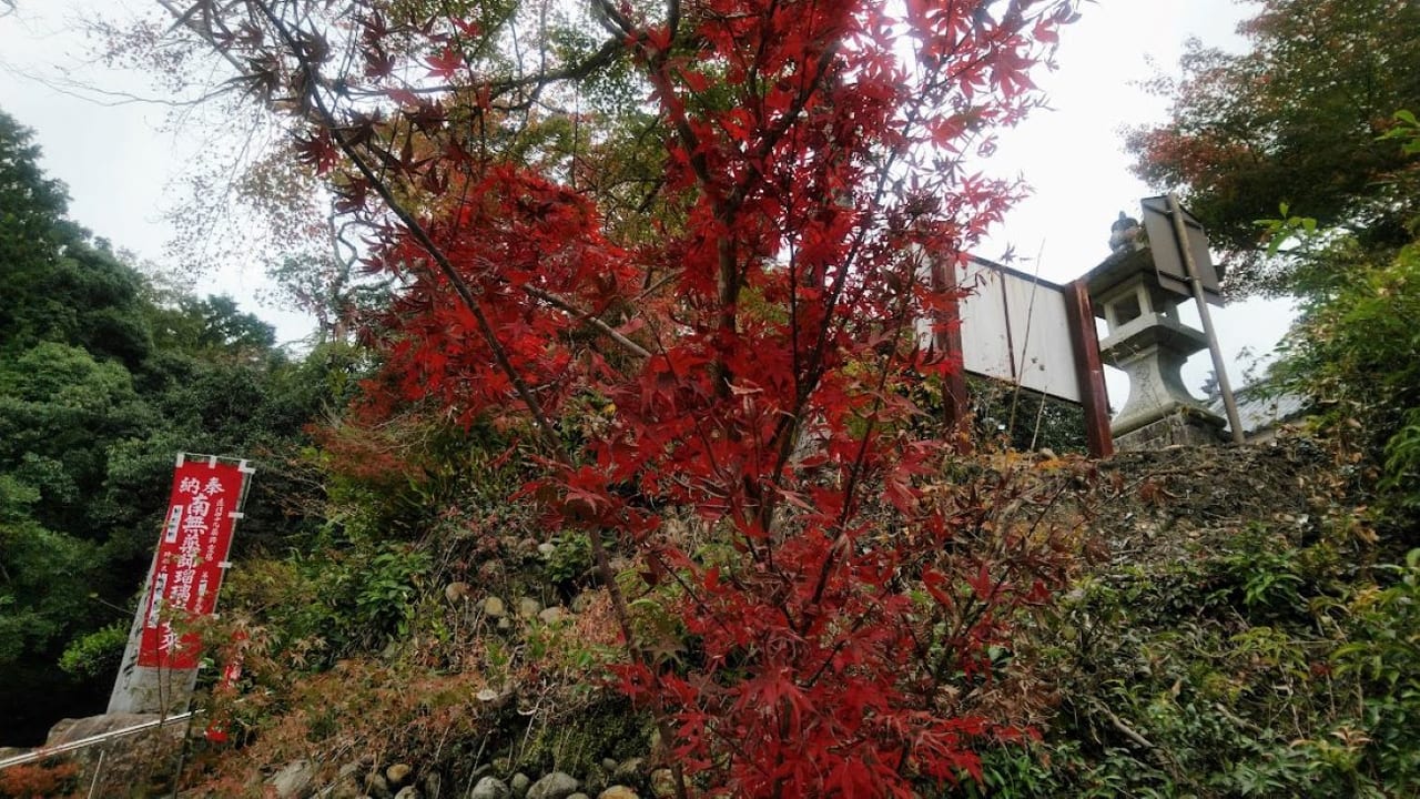 油山寺駐車場紅葉