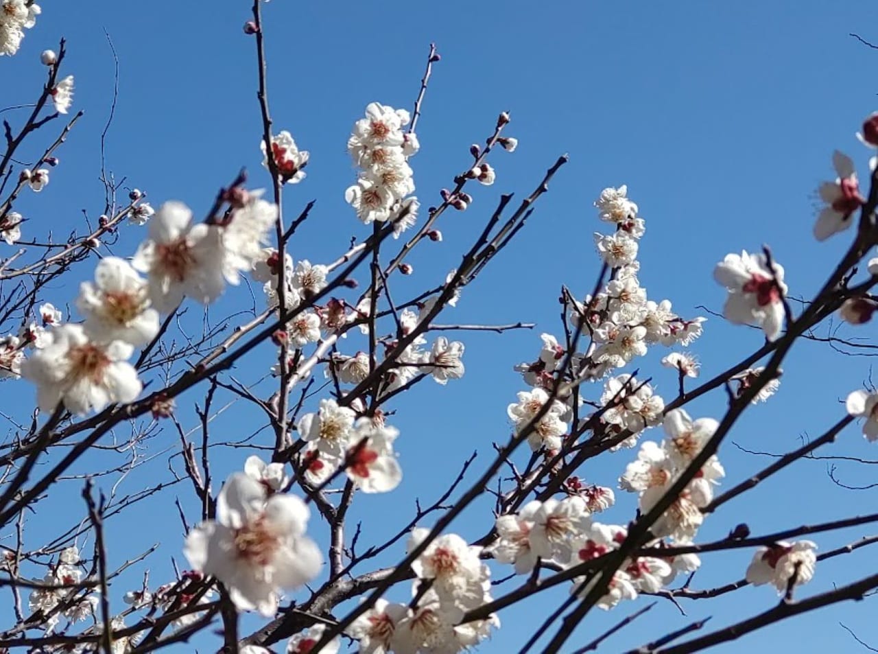 菊川運動公園春桜55