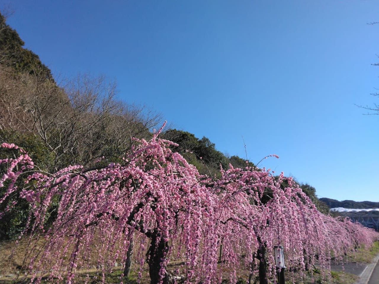 エコパ梅エコパ小笠山総合運動公園梅ロード梅まつり