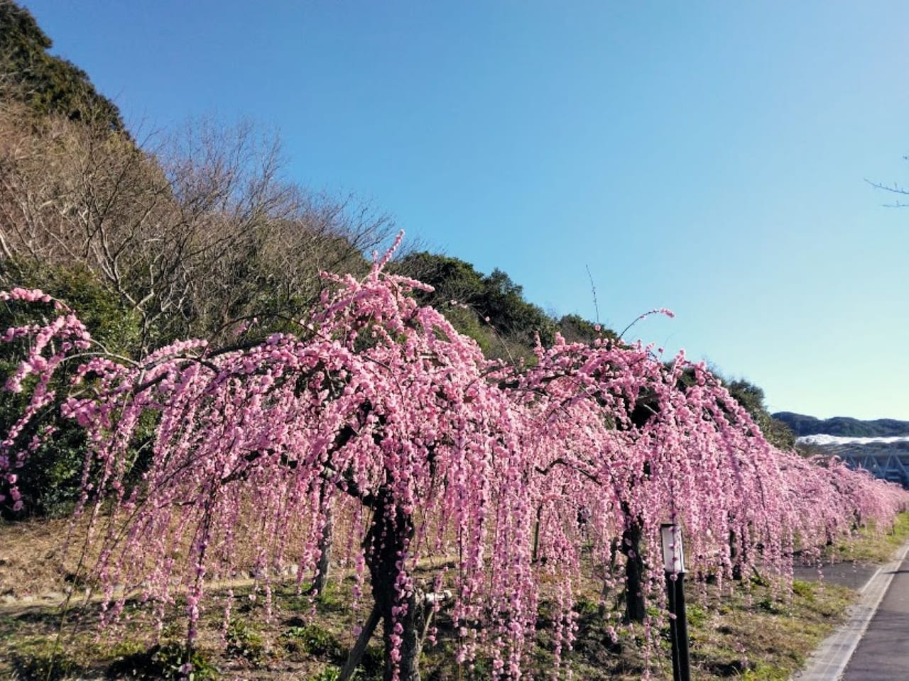 エコパ梅エコパ小笠山総合運動公園梅ロード梅まつり