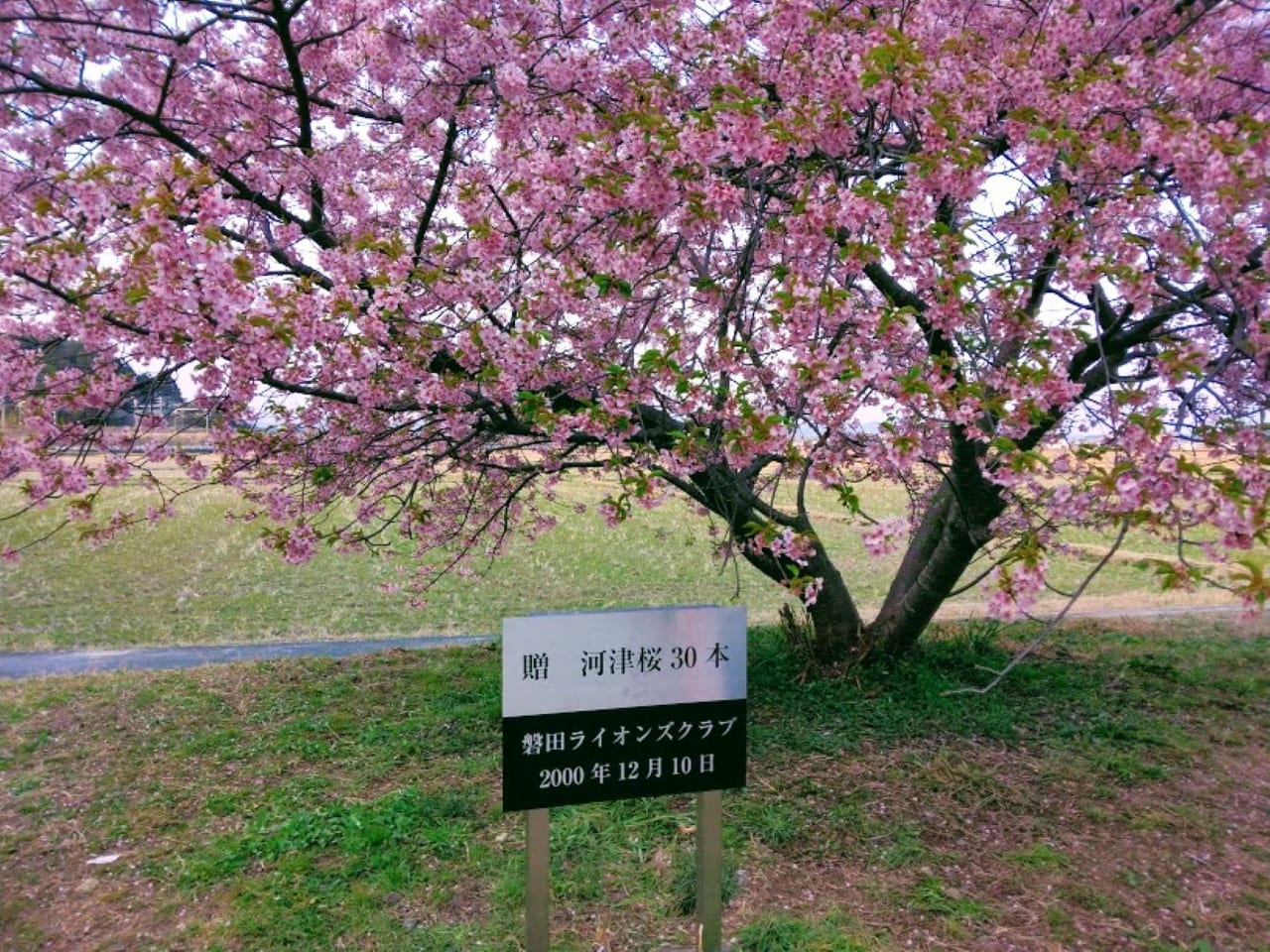 磐田市鎌田兎山公園うさぎやま公園河津桜