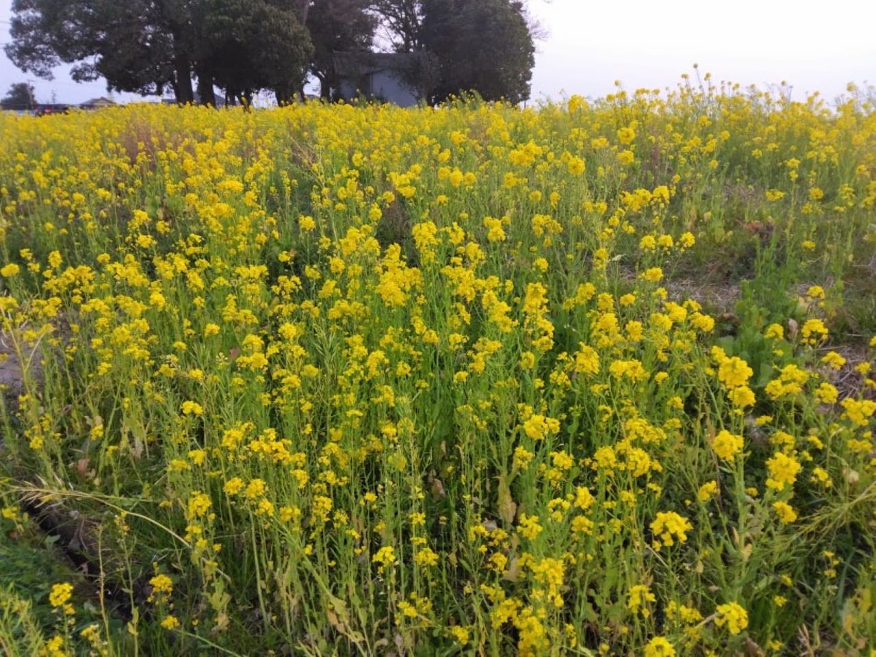 磐田市菜の花