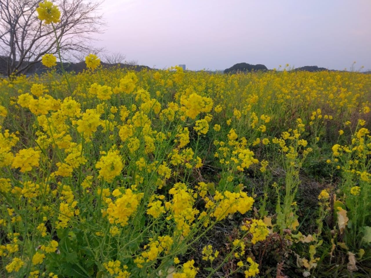 磐田市菜の花柳堤跡桜通り菜の花磐田市