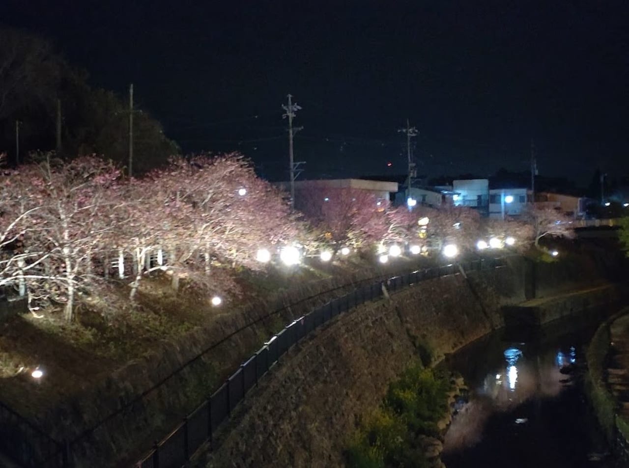 掛川城しだれ桜春色桜ライトアップ