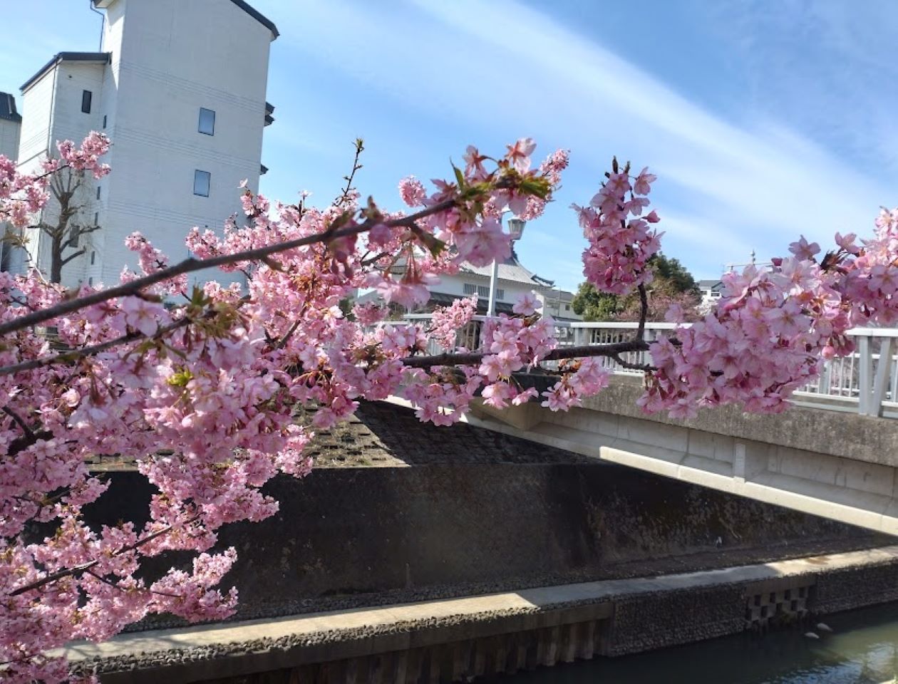 掛川桜2023掛川市kakegawa