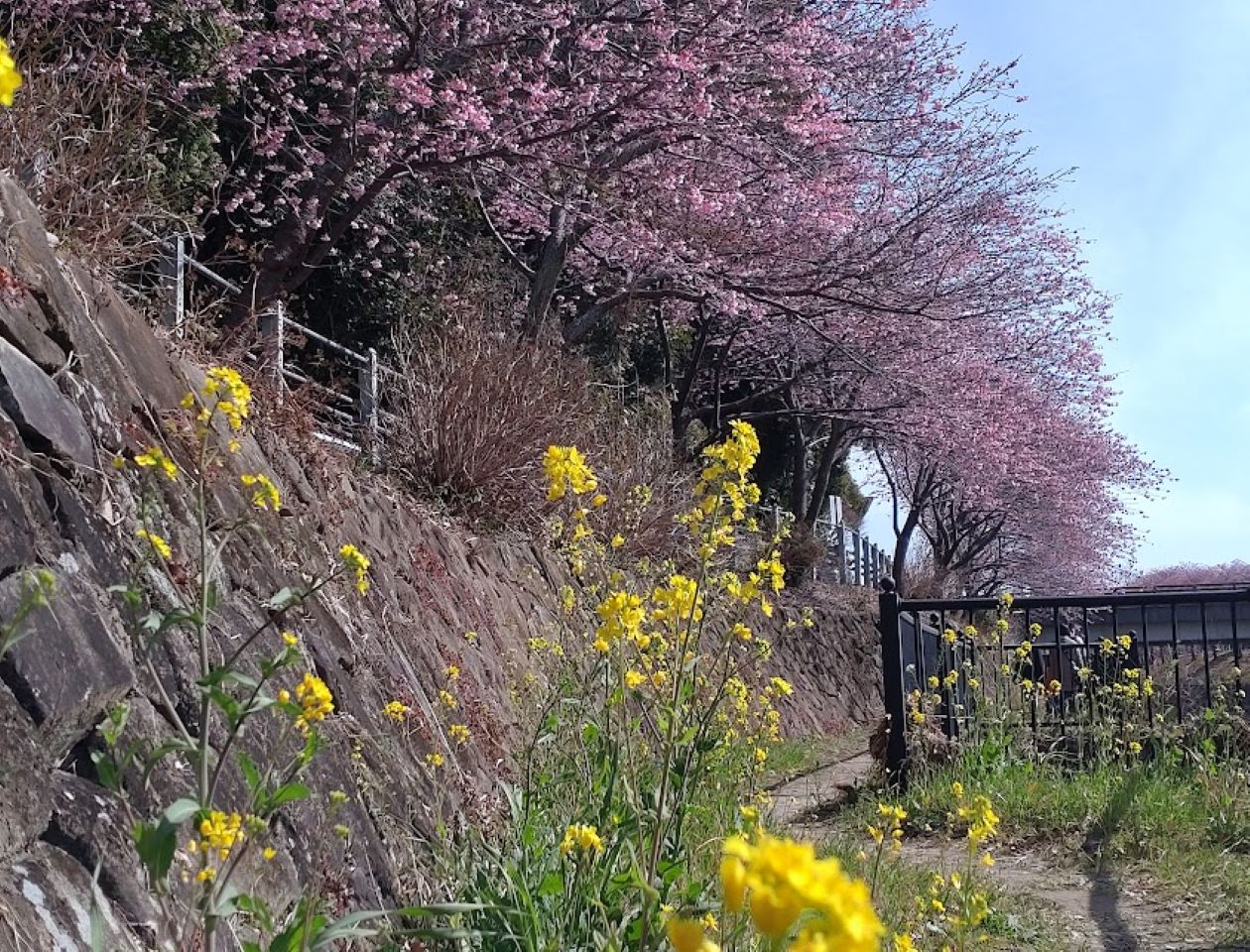 掛川桜2023掛川市kakegawa