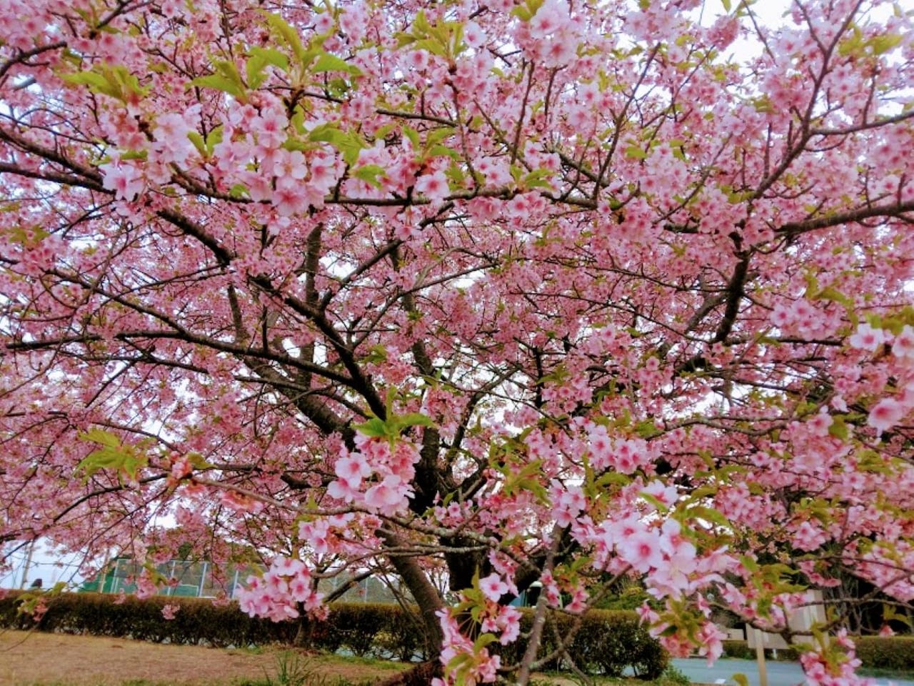 磐田市鎌田兎山公園うさぎやま公園河津桜