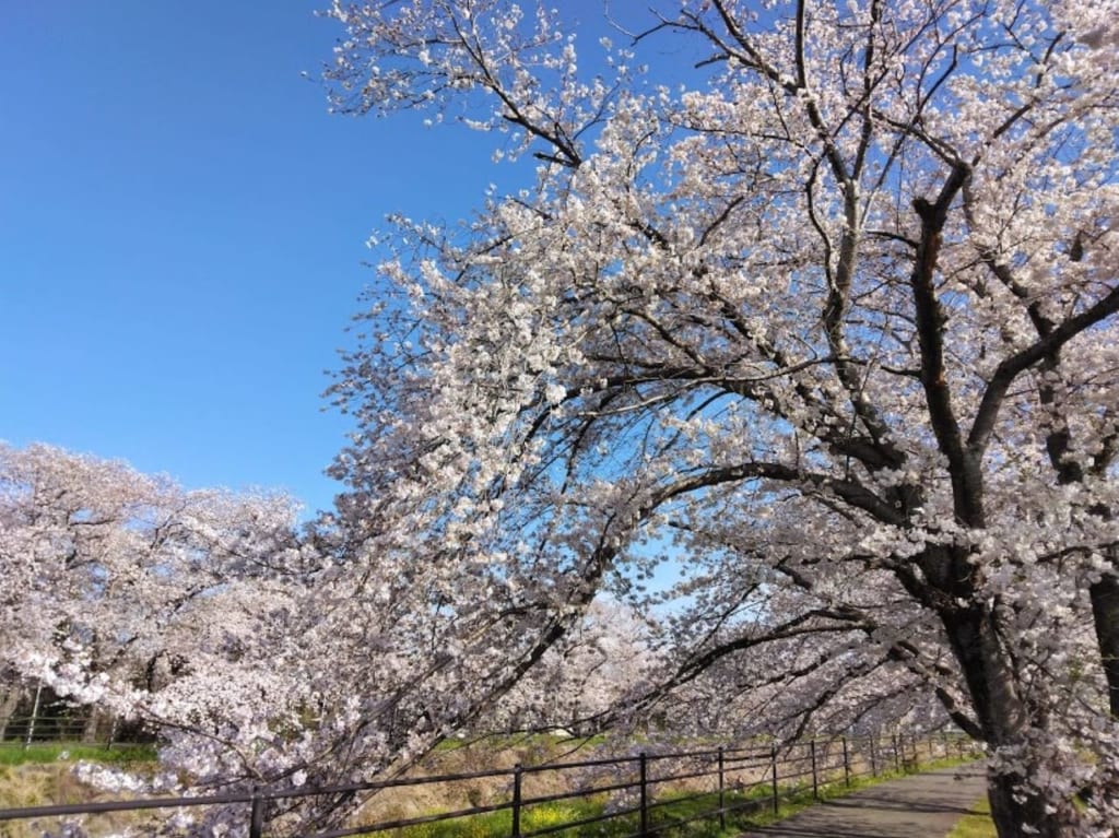 袋井市桜満開お勧め桜スポット袋井市永楽町