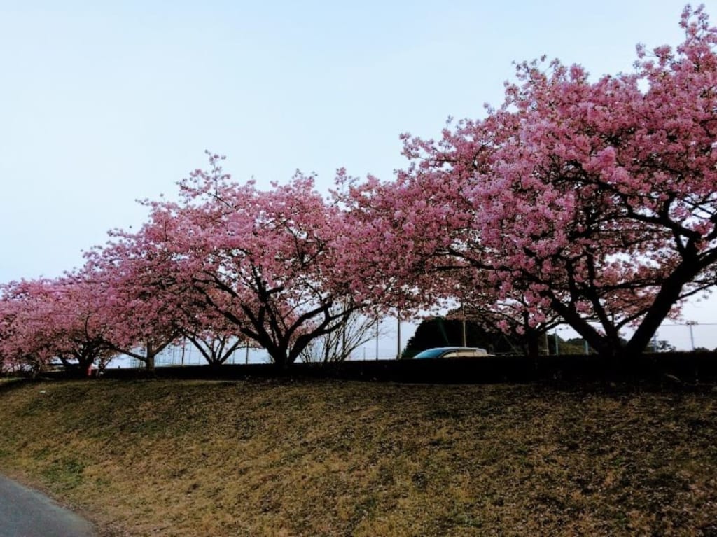 磐田市鎌田兎山公園うさぎやま公園河津桜