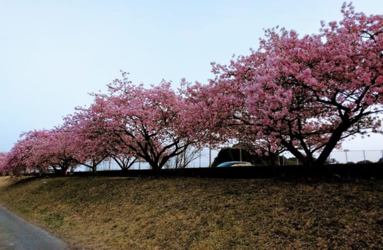 磐田市鎌田兎山公園うさぎやま公園河津桜