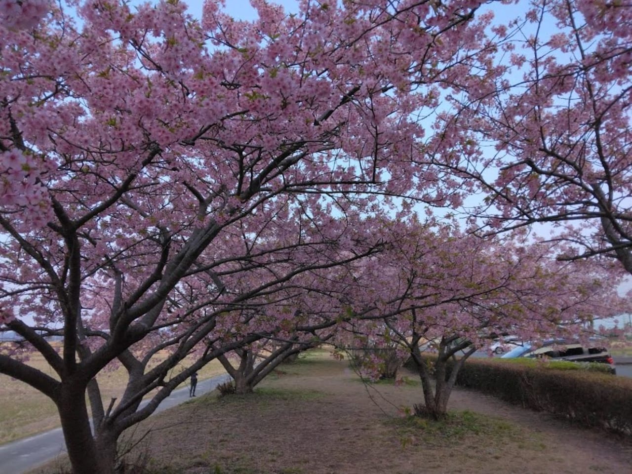 磐田市鎌田兎山公園うさぎやま公園河津桜