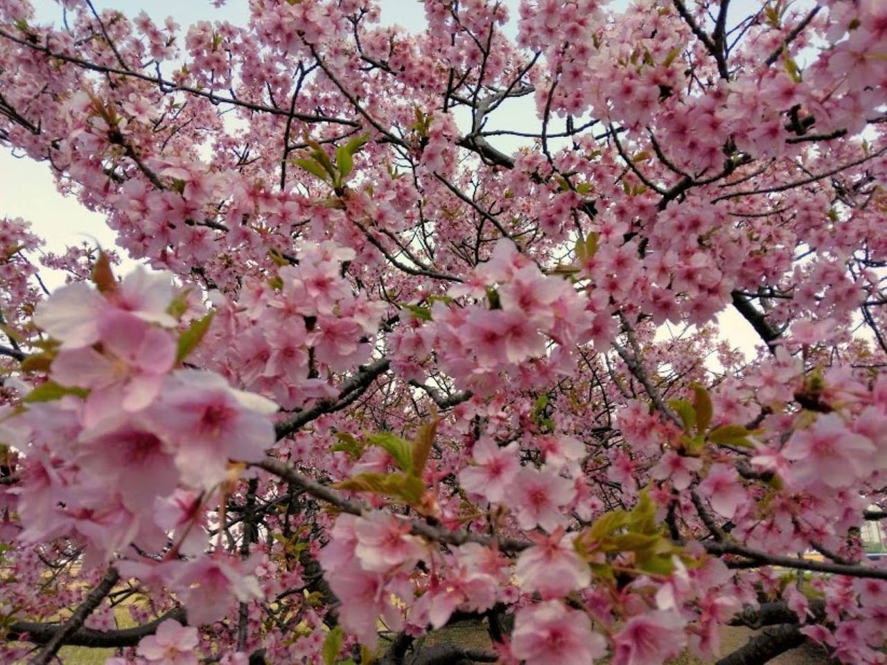 磐田市鎌田兎山公園うさぎやま公園河津桜