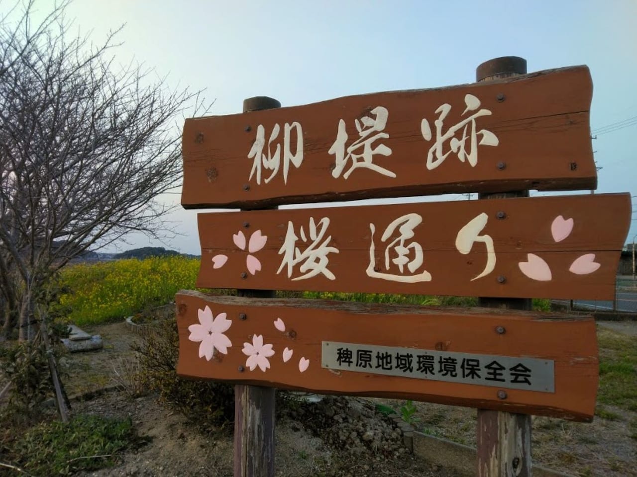 柳堤跡桜通り菜の花磐田市