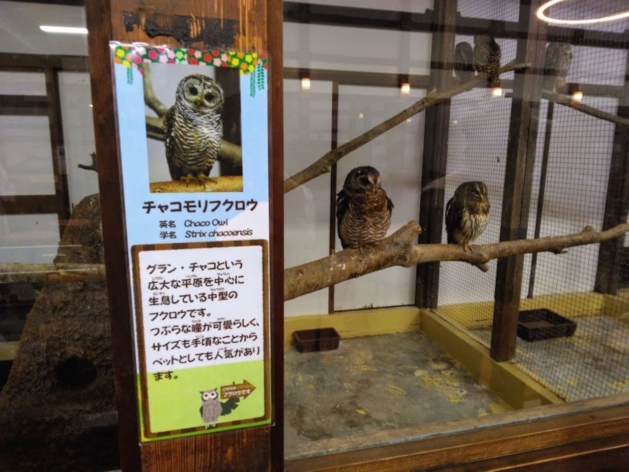 掛川花鳥園owl掛川花鳥園フクロウ