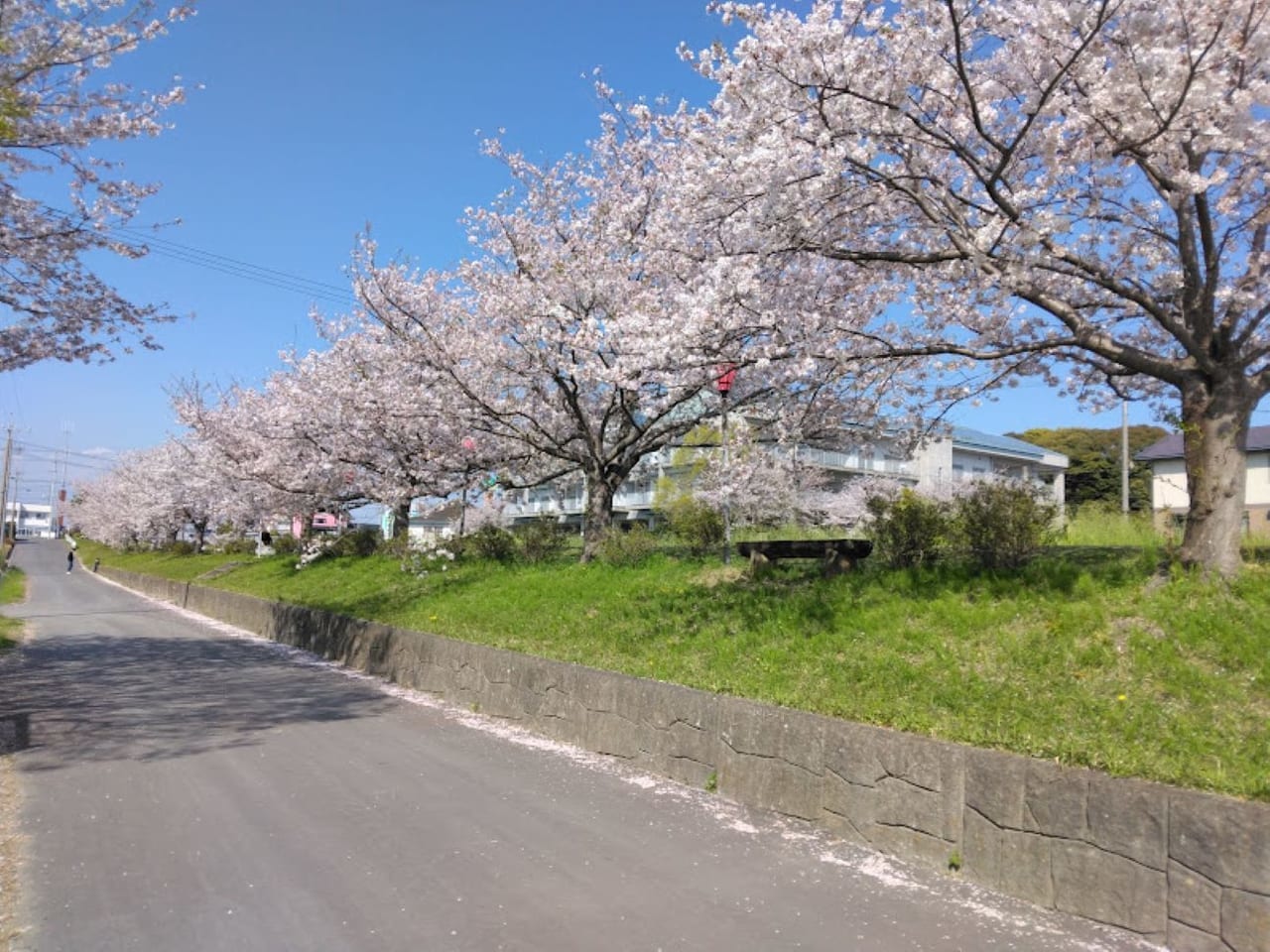 ひょうたん池桜磐田市西貝塚