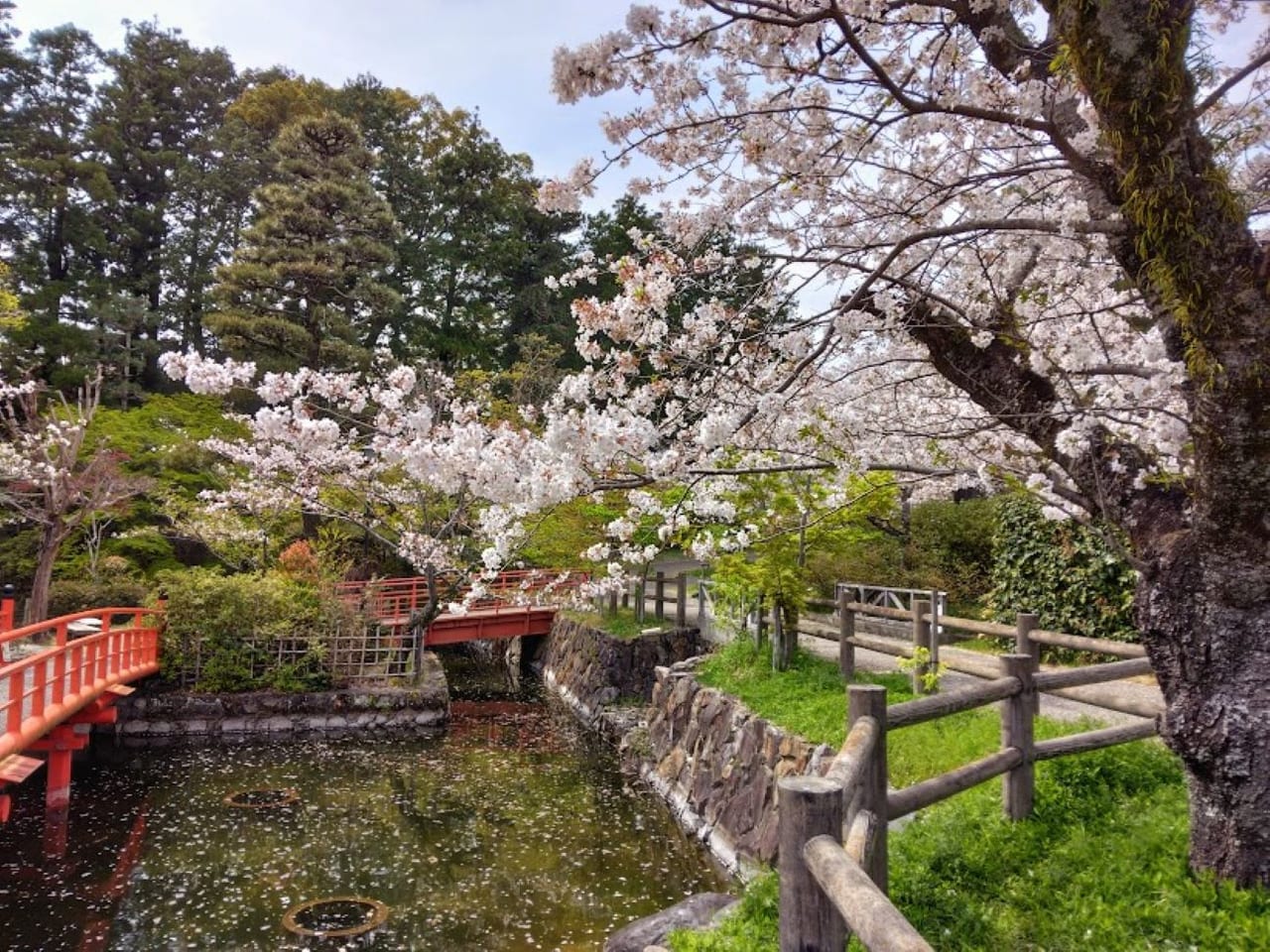 掛川城周辺桜池春