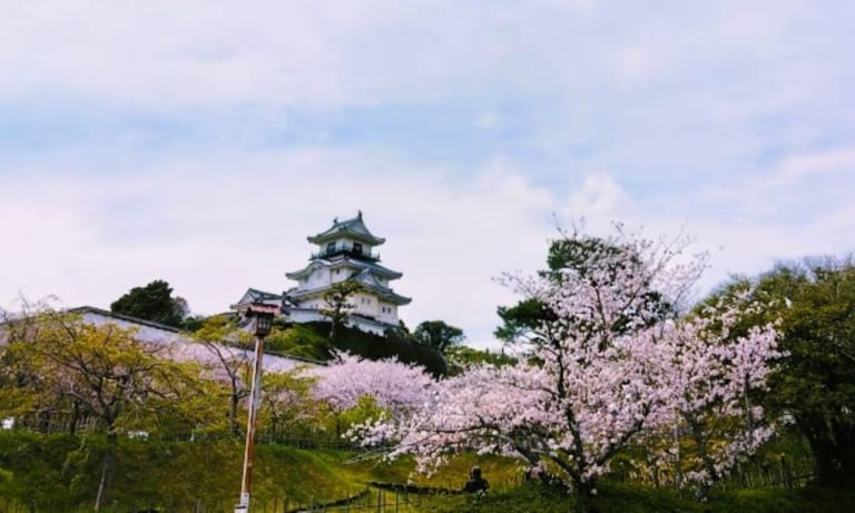 掛川城周辺桜春kakegawa