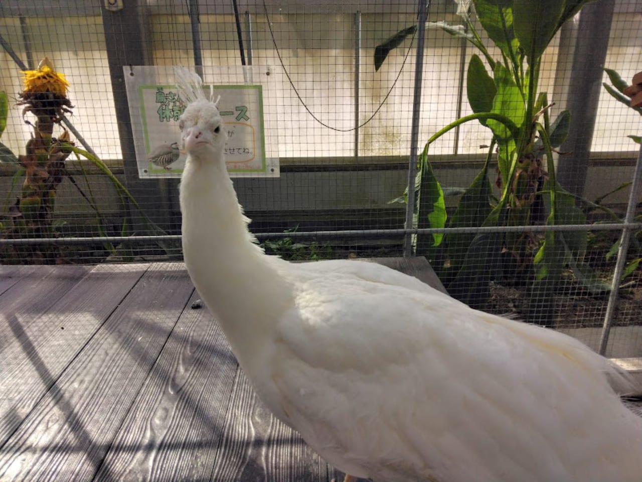 掛川花鳥園白