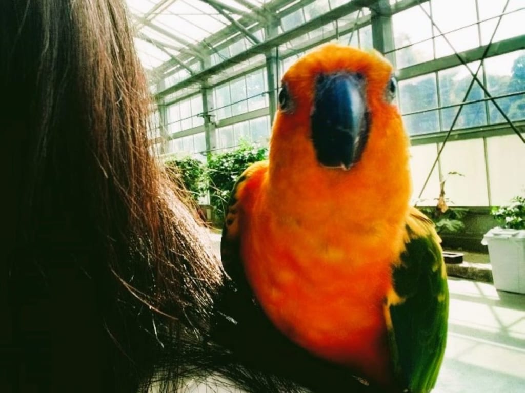 掛川花鳥園コガネメキシコインコkakegawakacyouen写真映え