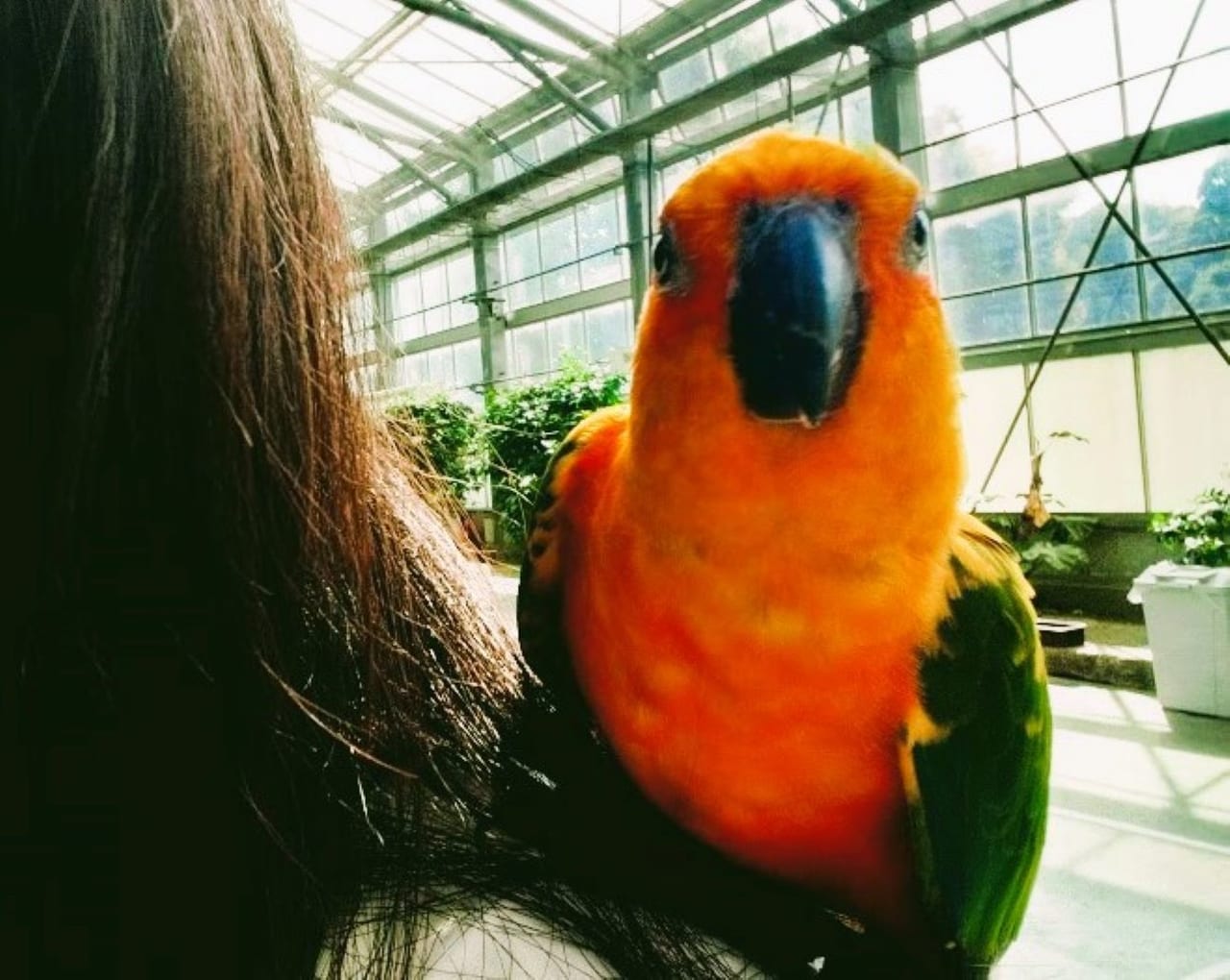 掛川花鳥園コガネメキシコインコkakegawakacyouen写真映え