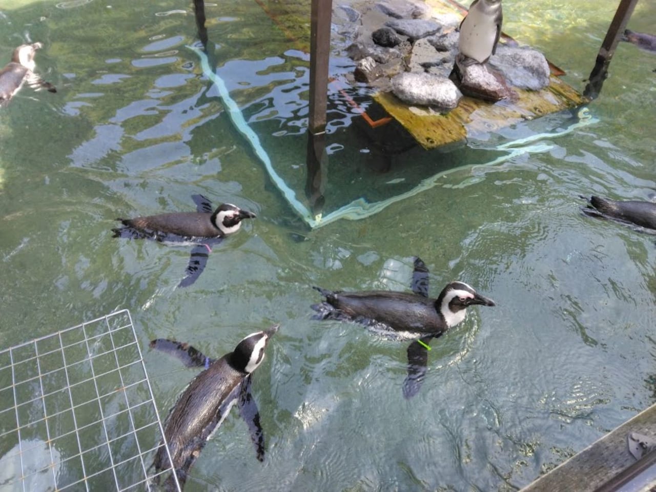 掛川花鳥園ペンギン