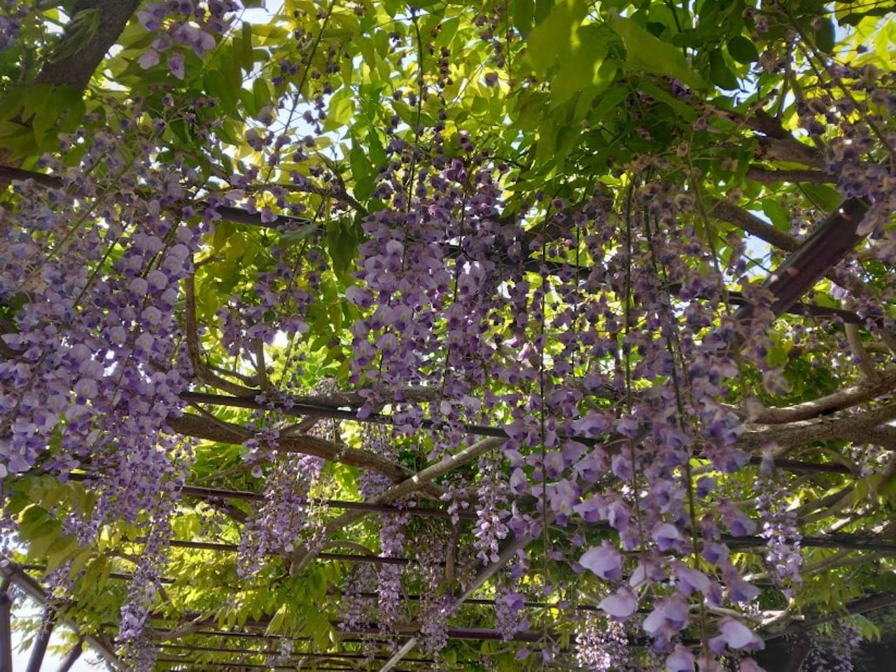 掛川花鳥園藤の花紫