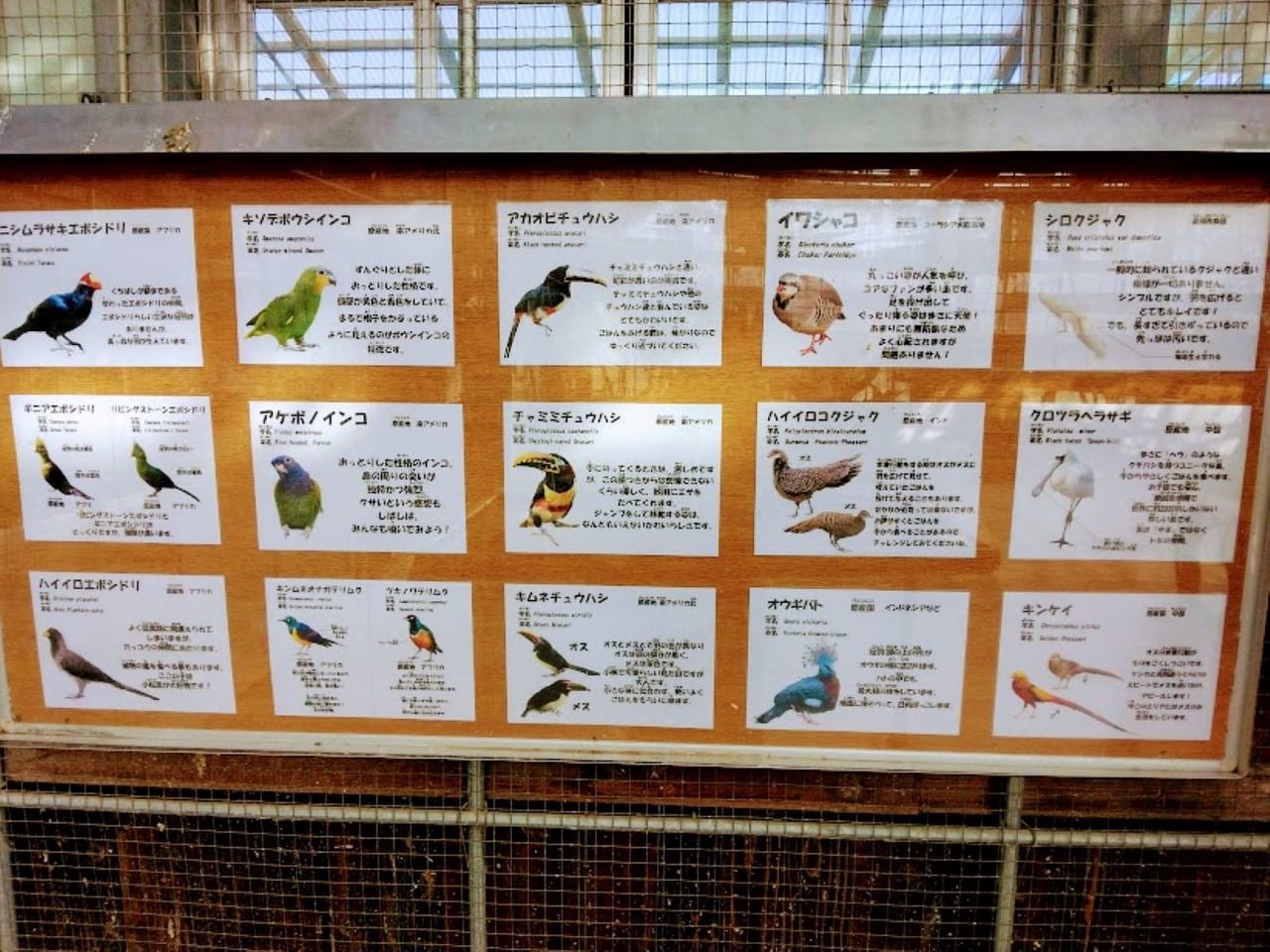 掛川花鳥園鳥の種類