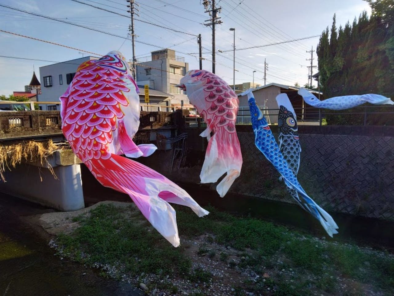 こいのぼり磐田市今之浦川