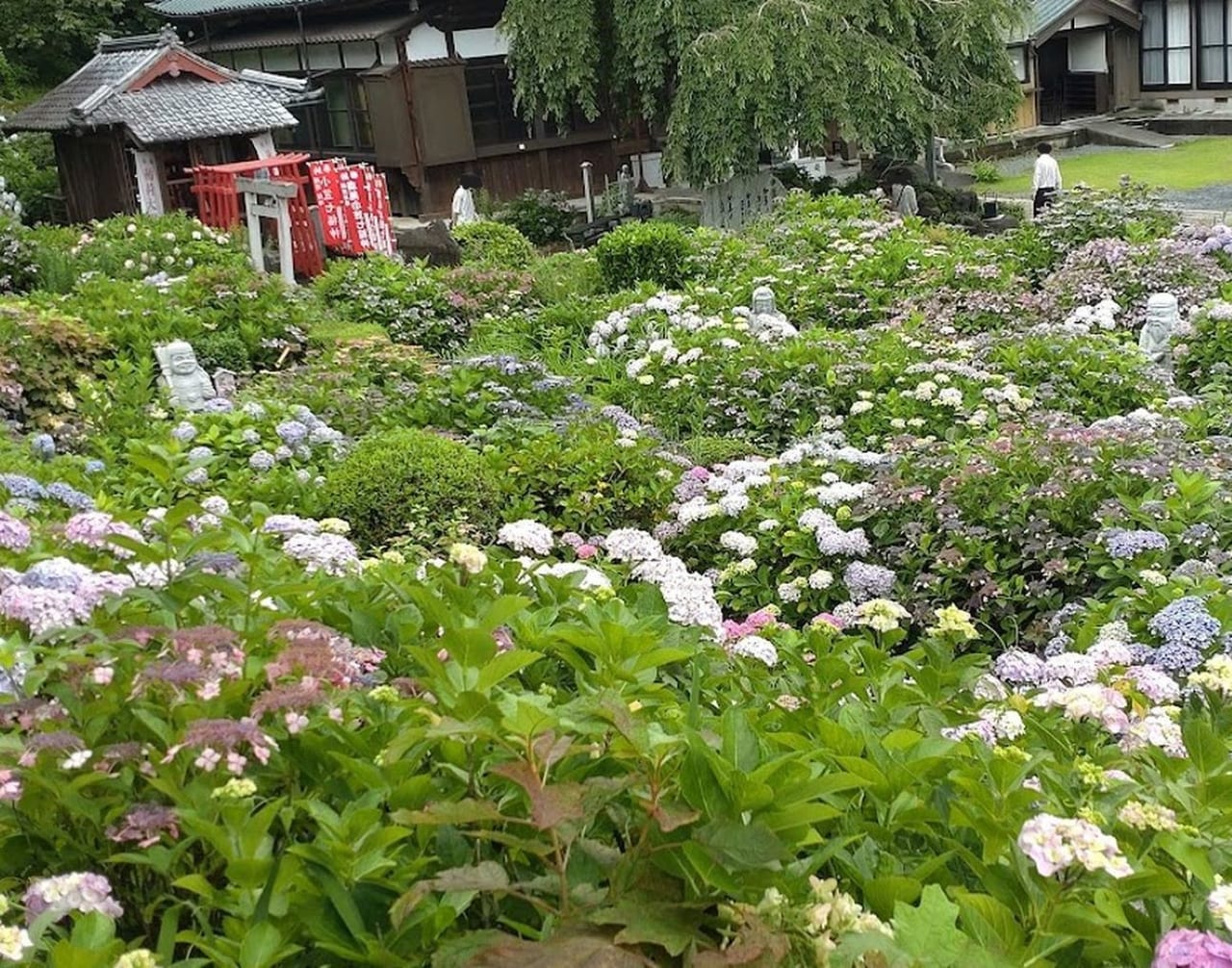 紫陽花アジサイ掛川市川久保白梅山本勝寺