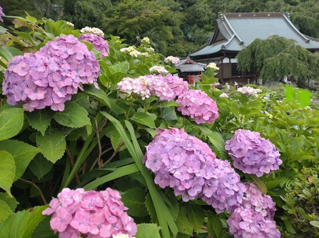 紫陽花アジサイ掛川市川久保白梅山本勝寺