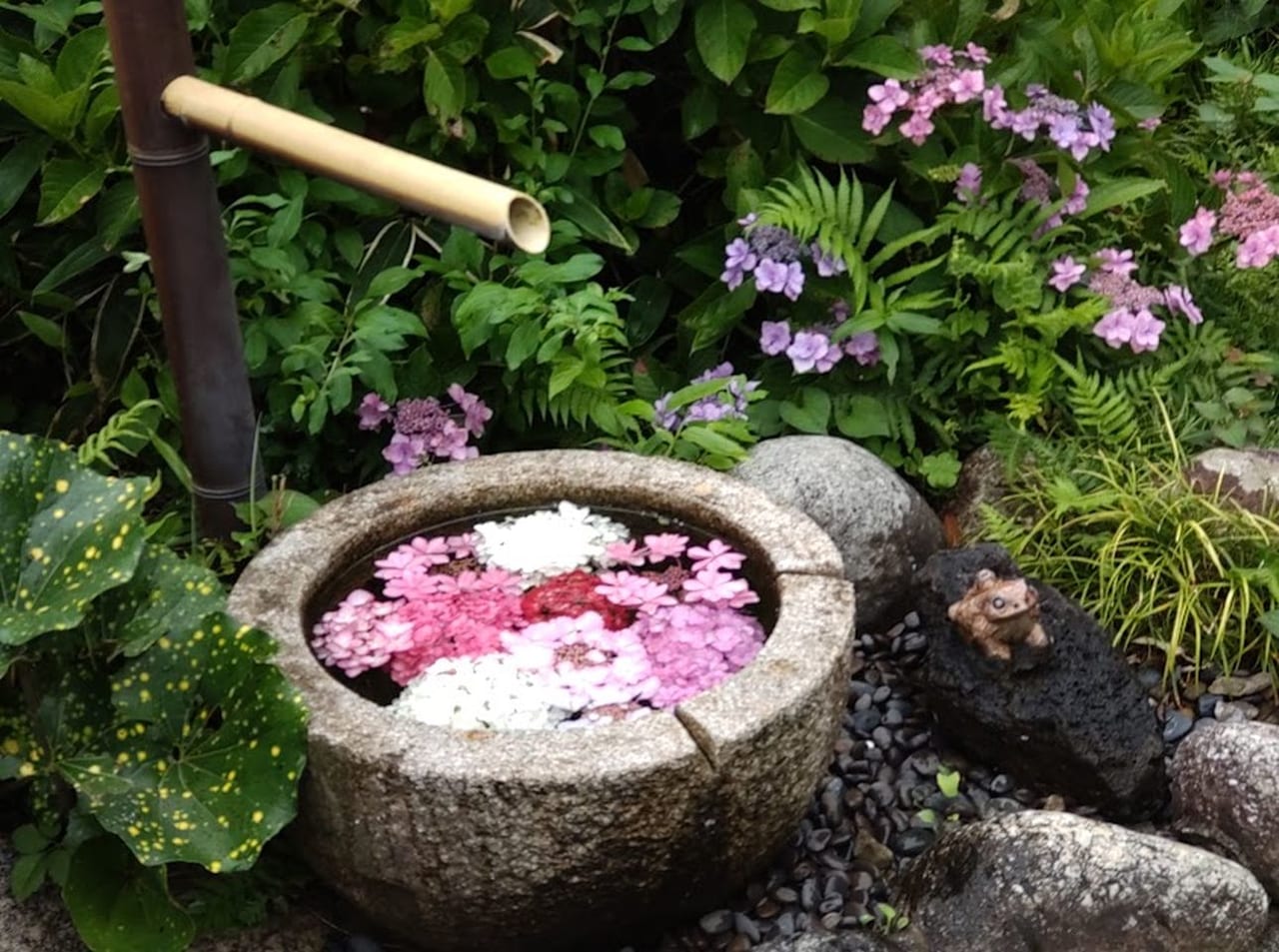 紫陽花アジサイ掛川市川久保白梅山本勝寺