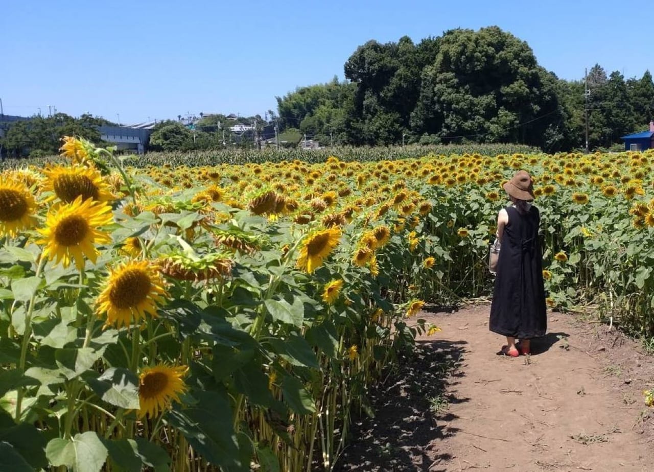 磐田市ひまわり畑ひまわり迷路