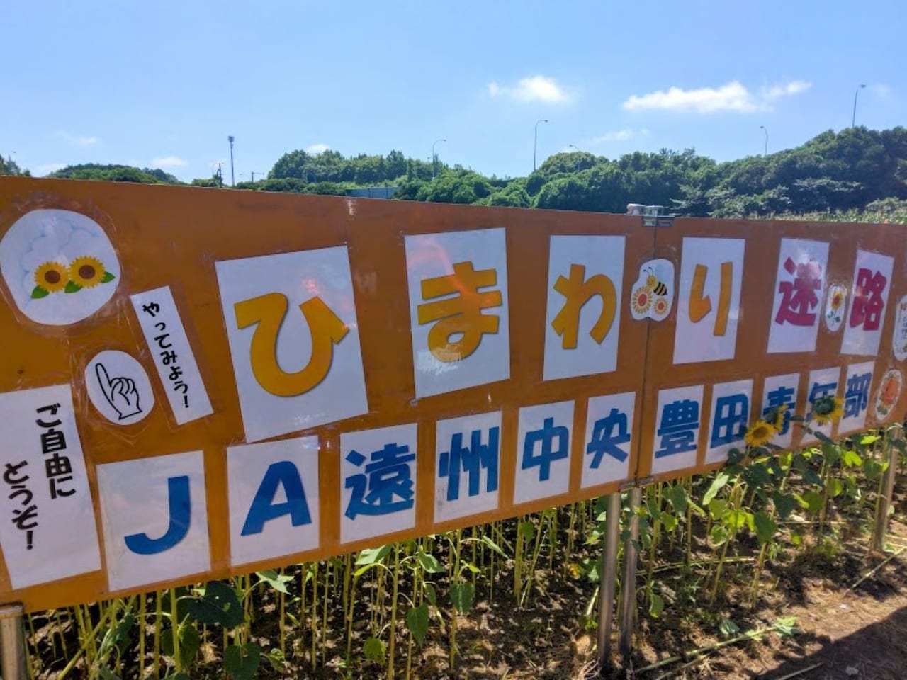 磐田市ひまわり畑ひまわり迷路