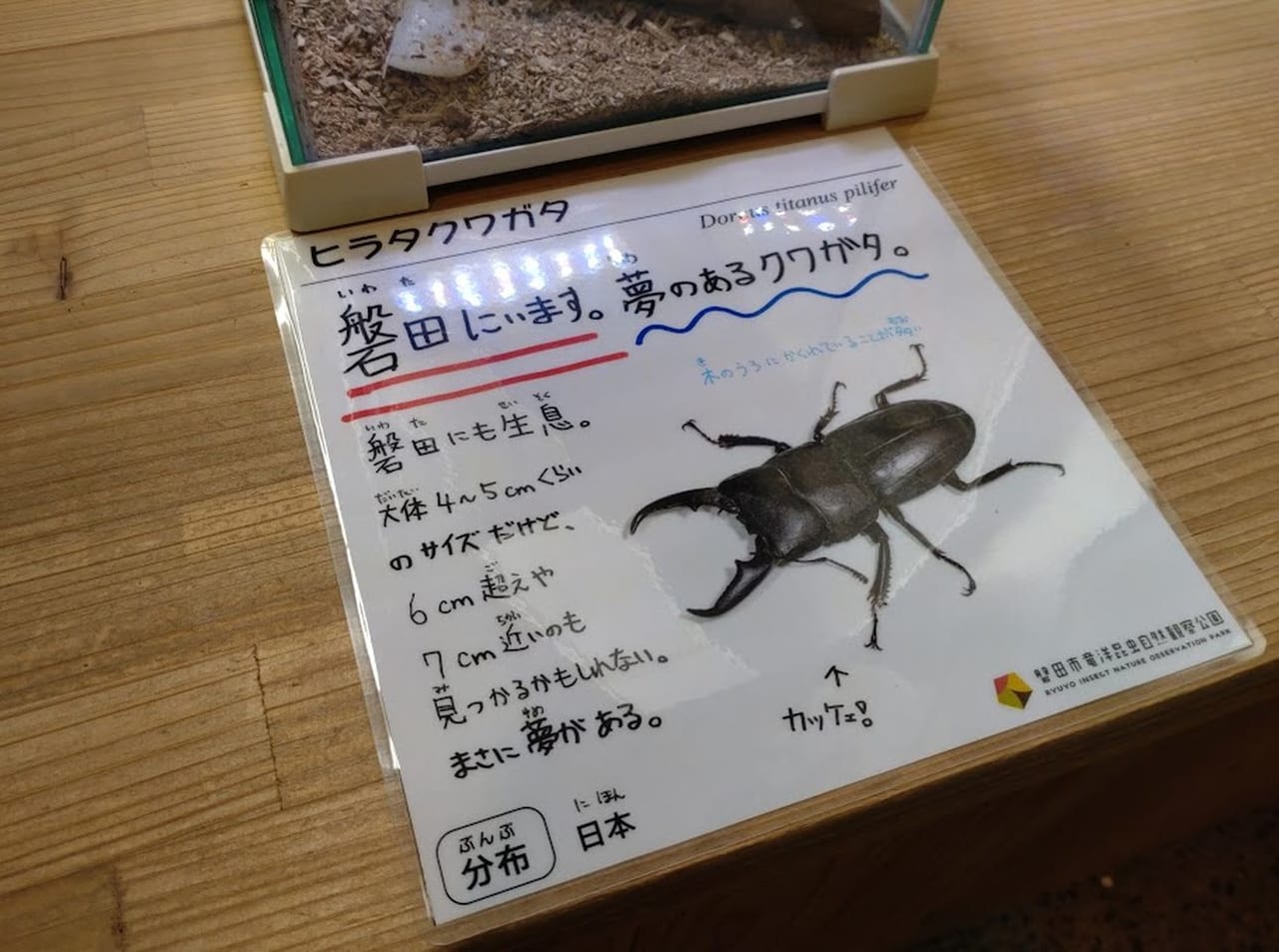 磐田市竜洋昆虫自然観察公園世界のカブト・クワガタ展