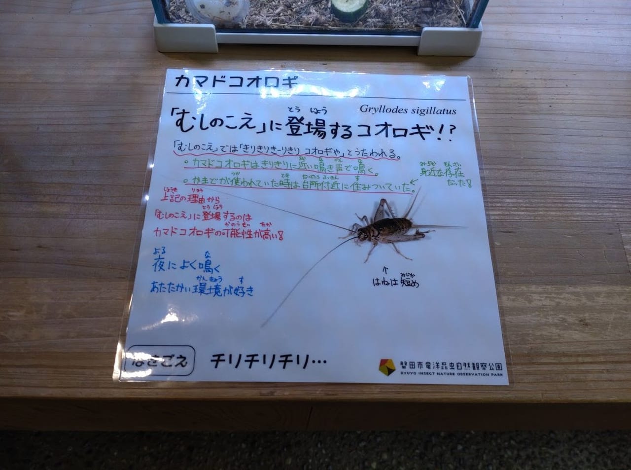 磐田市竜洋昆虫自然観察公園鳴く虫展