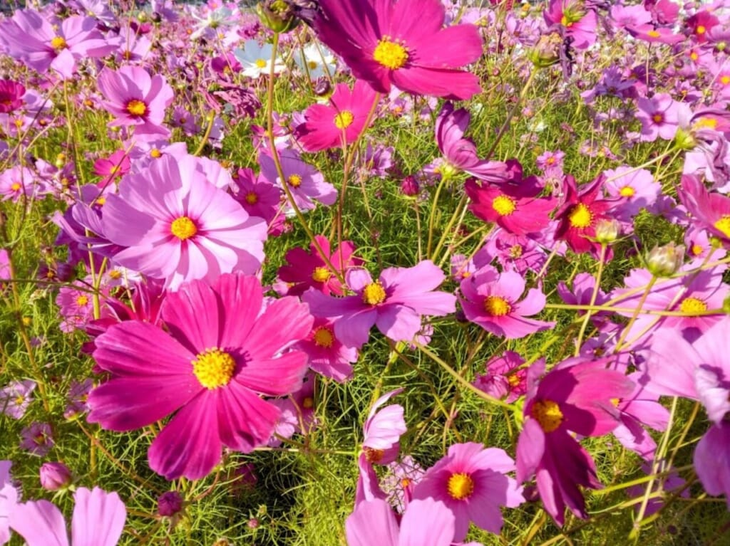 袋井市村松コスモスcosmos