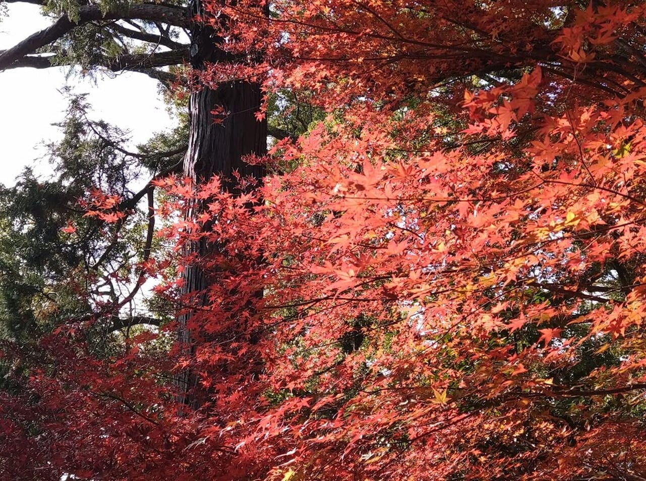 掛川市八坂事任（ことのまま）八幡宮紅葉2023