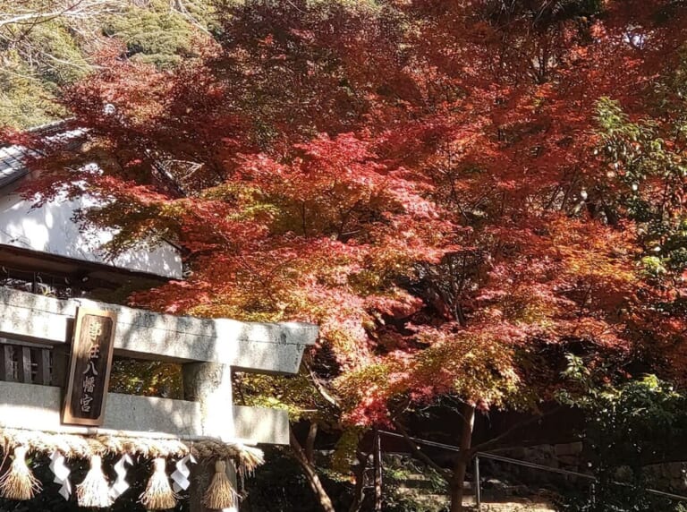 掛川市八坂事任（ことのまま）八幡宮紅葉2023