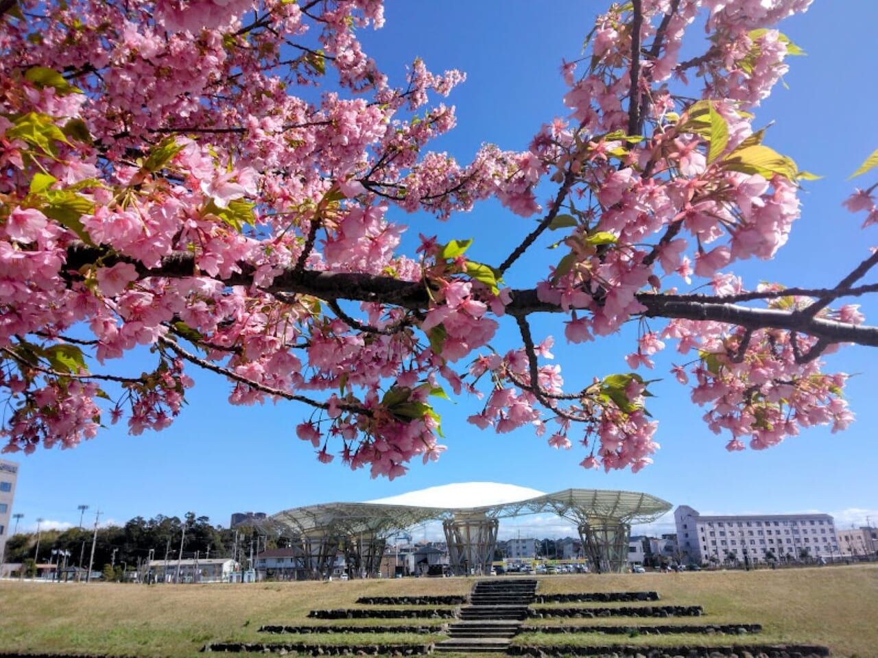 磐田市今之浦公園桜