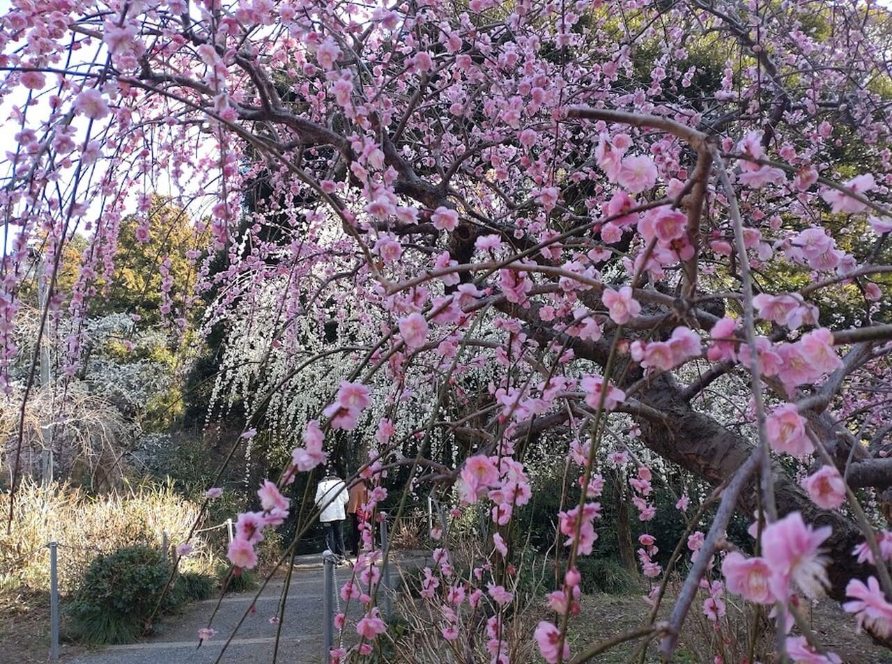 掛川市下西郷花庭園しだれ梅龍尾神社