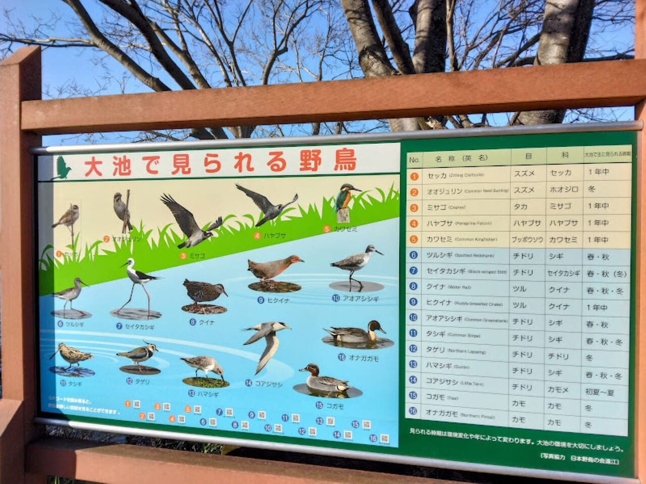 磐田市二之宮しっぺいベンチ大池ウォーキングコース野鳥大池で見られる野鳥