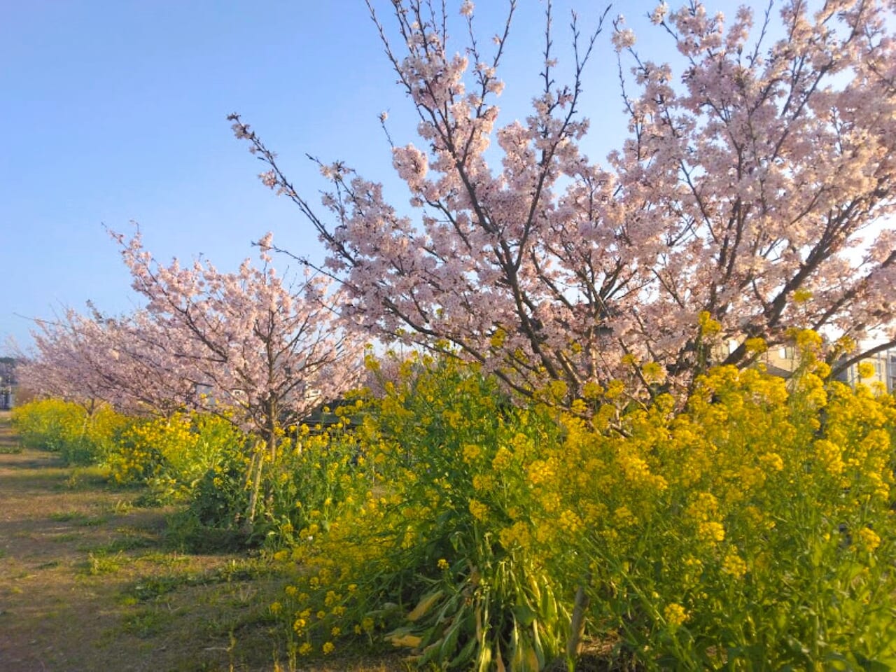 磐田市豊岡駅桜見頃