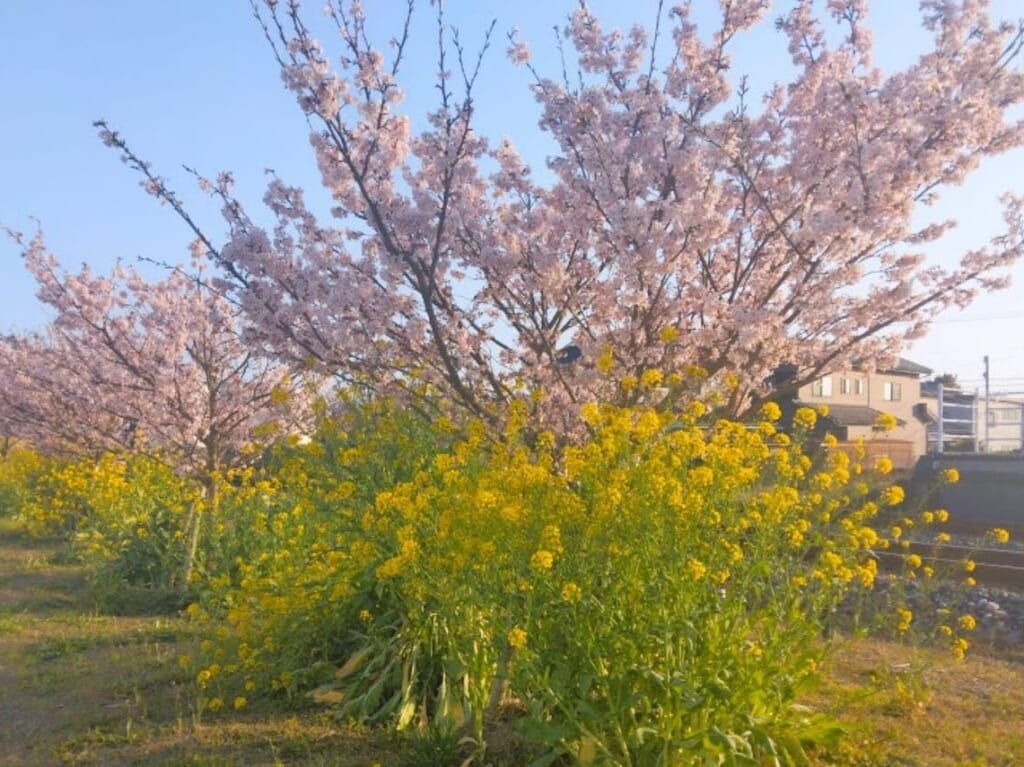 磐田市豊岡駅桜見頃