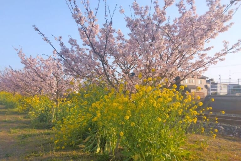 磐田市豊岡駅桜見頃