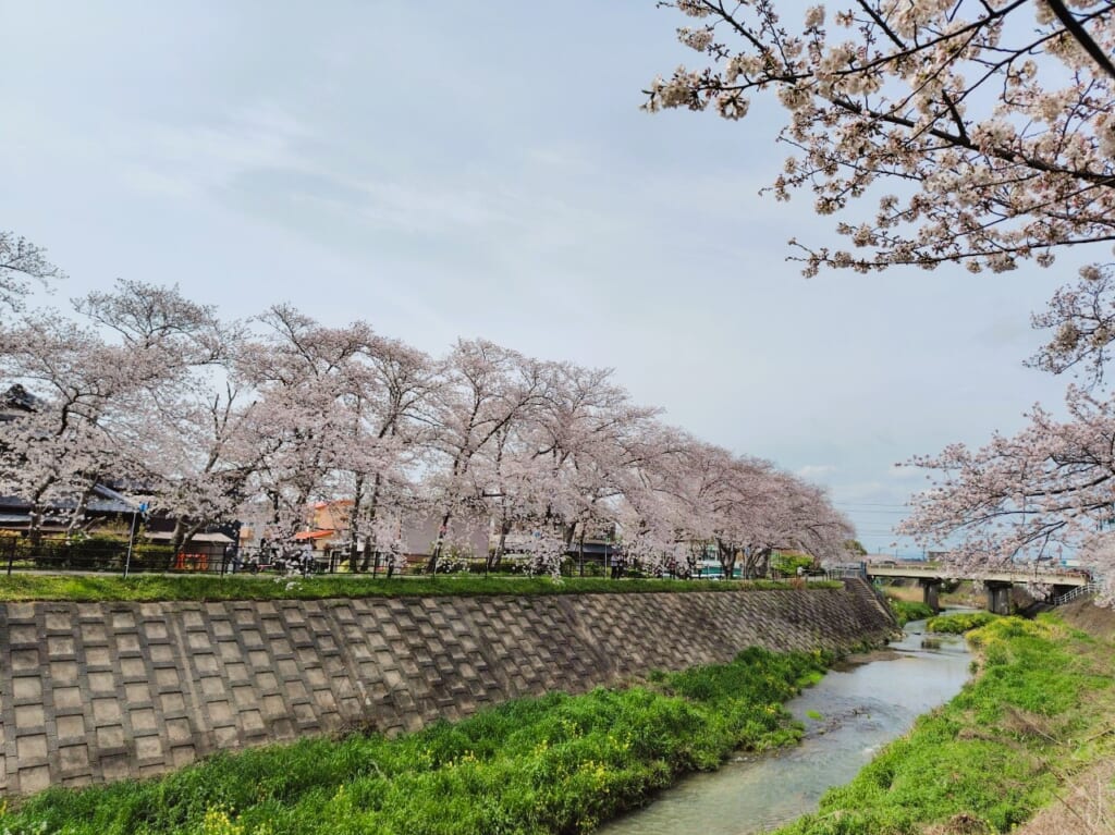 袋井市永楽町宇刈川周辺の桜コスモ袋井SS永田石油ガス