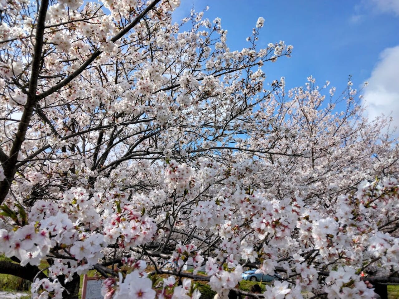 磐田市西貝塚ひょうたん池桜並木桜さくらsakura