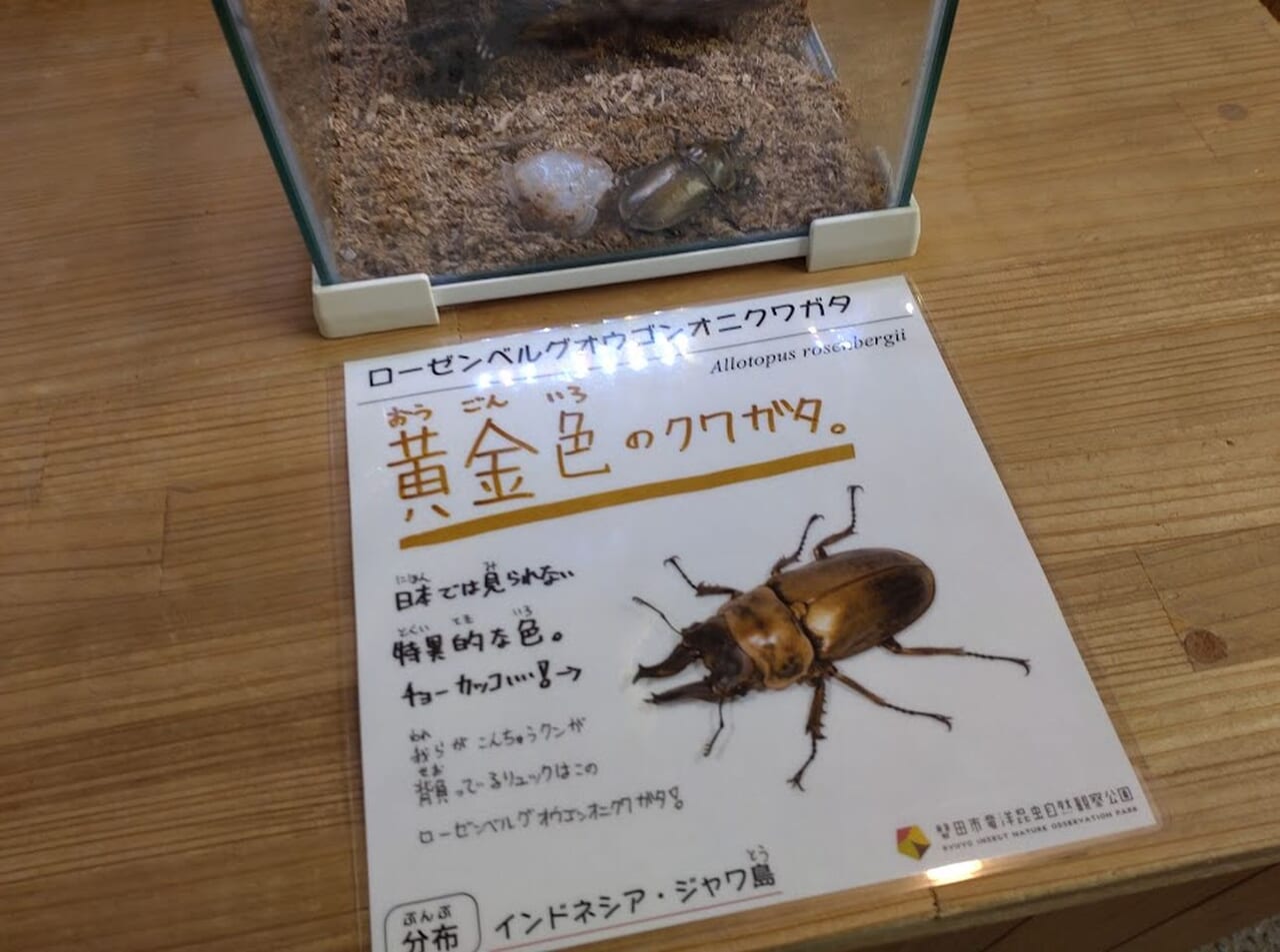 磐田市世界のカブトクワガタ展カブクワ磐田市