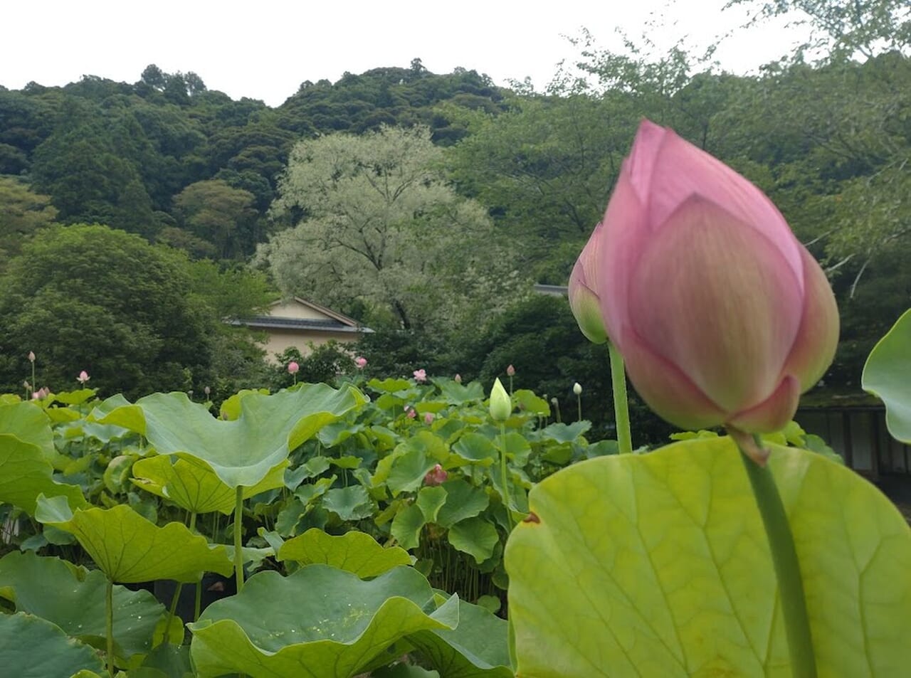 掛川市倉真真砂館ハスの花見頃